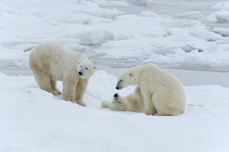 Wealth Polar Bear Trophy Hunters: Kill Now, Get Permission Later | Trophy Hunting: It's Impact on Wildlife and People | Scoop.it