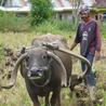 Green economic development and social changes