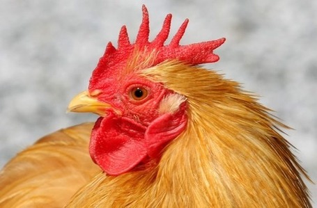 Behind the tweed curtain, a coup for chickens - Victoria Times Colonist | Back yard Chickens | Scoop.it
