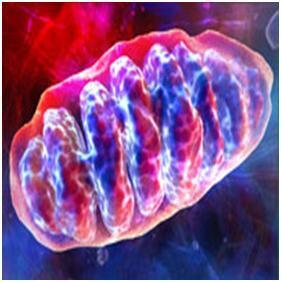 Low Level Laser Medicine of the Future Part Two | Bioidentical Hormones  Prevent and Reverse Osteoarthritis   by Jeffrey Dach MD | Scoop.it