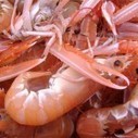 Norway lobster landings plummet | Aquaculture Directory | Aquaculture Directory | Scoop.it