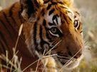 NatGeo Causes An Uproar With GREAT Big Cat Marketing | Thank You Economy Revolution | Scoop.it