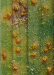 Daylily Rust Information Pages | Daylilies - hémérocalles | Scoop.it