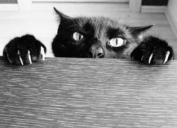 Cats are evil and plan world domination &ndash; photographic proof | MulderComicReport | Scoop.it