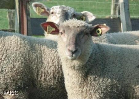 L&rsquo;&eacute;lectronisation des ovins et caprins : une obligation pour juillet 2013 | Pastoralisme Ours Loups Lynx | Scoop.it
