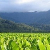 Gu&eacute;rir avec la m&eacute;thode Dynamind | Guide du Bien-&Ecirc;tre | Bien-&Ecirc;tre global | Scoop.it