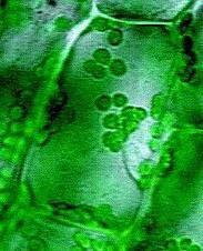 10 Facts About Cells | Plant Cell Biology | Scoop.it
