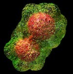 The Gemini Virus | Virology and Bioinformatics from Virology.ca | Scoop.it