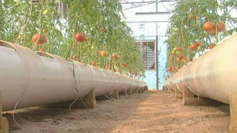 Aquaponic vegetable farm in Texas | Aquaponics in Action | Scoop.it