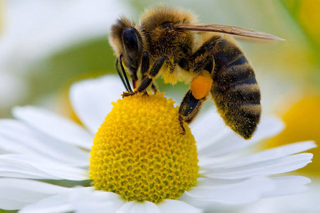 Les abeilles, témoins du bon état de notre environnement, disparaissent massivement B3F_w3VgdUlxPVKMbguZ3zl72eJkfbmt4t8yenImKBVaiQDB_Rd1H6kmuBWtceBJ