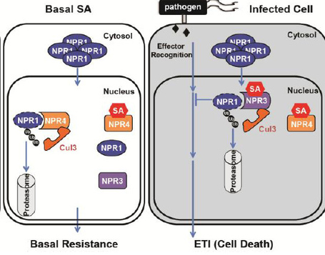 Two papers that sizzle, out in Nature: A receptor for salicylic acid, and the grandaddy of biological clocks | Plant Biology Teaching Resources (Higher Education) | Scoop.it