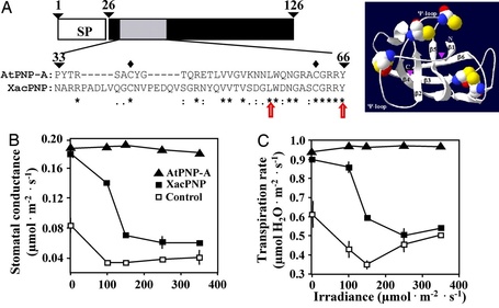 PNAS: Xanthomonas axonopodis pv. citri uses a plant natriuretic peptide-like protein to modify host homeostasis (2008) | Plants and Microbes | Scoop.it