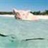 Caribbean