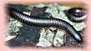 Classroom Animals and Pets - Millipedes | Bichos en Clase | Scoop.it