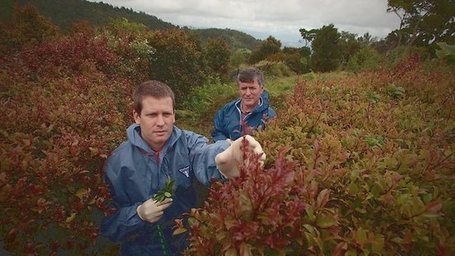 Plant-killing diseases threaten wattle - Herald Sun | Plant Pests - Global Travellers | Scoop.it