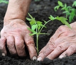 Bolsas De Empleo Para 55 Plazas De Peon Agricola Orientapalencia