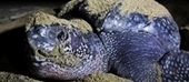Turtle Recall (World Turtle Day) | The Blog's Revue by OlivierSC | Scoop.it