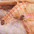 Farming News - International team studies pest resistance to GM crops | The Barley Mow | Scoop.it