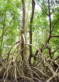 L'ing&eacute;niosit&eacute; des plantes pour assurer leur survie dans les conditions extr&ecirc;mes | Sciences et radio | Scoop.it