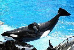 SeaWorld’s Clumsy Attack on “Blackfish” | DEATH AT SEAWORLD: Shamu and the Dark Side of Killer Whales in Captivity | Odin Prometheus: Earth's History | Scoop.it