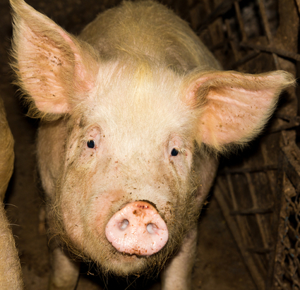 New AgGag Law: Reporting Factory Farm Abuses Now An "Act of Terrorism" | Messenger for mother Earth | Scoop.it