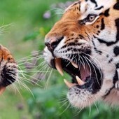 12 Most Surefire Ways to Lose an Argument | The Small Business Article Reading Schedule | Scoop.it