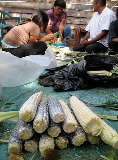 Putting the culture back in agriculture: Reviving native food and farming traditions | Cultibotics | Scoop.it
