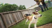 Unproven anti-aging pill for dogs worth the bite in your budget? | Pet-Related News