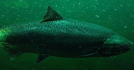 From Lawn to Line: Home Pesticides Poisoning West Coast Salmon | OUR OCEANS NEED US | Scoop.it