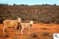 Wool looks to prove its eco credentials | Materials & Production News | The Glory of the Garden | Scoop.it