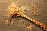 Wheat weed control topic of North Carolina meeting | Grains content from Southeast Farm Press | Research from the NC Agricultural Research Service | Scoop.it