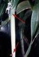 Genes underlying the key domestication process in sorghum and other cereals | Aux origines | Scoop.it