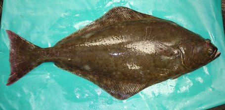 CANADA: First Atlantic halibut fishery achieves MSC certification | Aquaculture and Fisheries World Briefing | Scoop.it