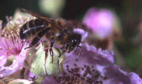 L'Abeille Noire d&rsquo;Ouessant est en pleine forme | EntomoNews | Scoop.it