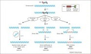 Site-directed nucleases: a paradigm shift in predictable, knowledge-based plant breeding -Trends in Biotechnology | TAL effector | Scoop.it