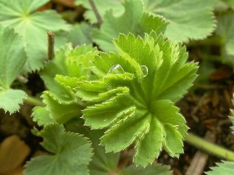 Health Benefits of Black Cohosh : Natural Remedies &ndash; Herbal Cures | Plantsheal | Scoop.it