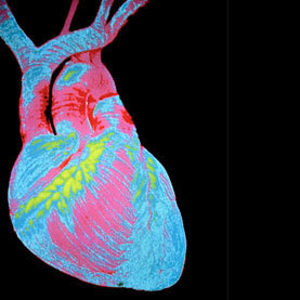 Heart Cells Can Be Coaxed to Regenerate at Low Rates | Quirky (with a dash of genius)! | Scoop.it