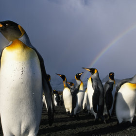 King Penguins by Paul Souders | WorldFoto | Digital Photo Addicts | Scoop.it