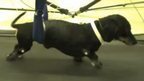 Cells reverse paralysis in dogs | News You Can Use - NO PINKSLIME | Scoop.it