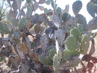 &iexcl;Mexico Lindo y Querido! | mexicanismos | Scoop.it
