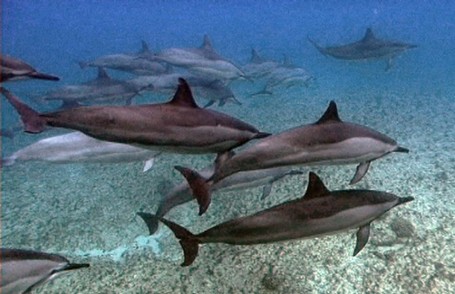 Teach Your Children Well | SaveJapanDolphins.org | The Wild Planet | Scoop.it