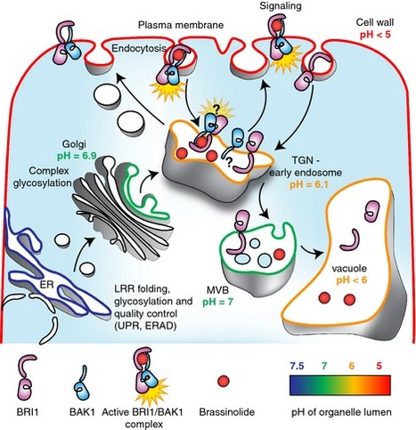 Brassinosteroid signaling pathway