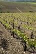 La Bourgogne revient en Belgique : Chroniques Vineuses | bistromania de glen | Scoop.it