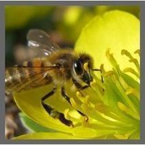 About Honey and Honey Bees | Our Evolving Earth | Scoop.it
