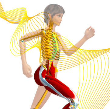 Nouveau site Anatomie 3D de Lyon 1 | Education et TICE | Scoop.it