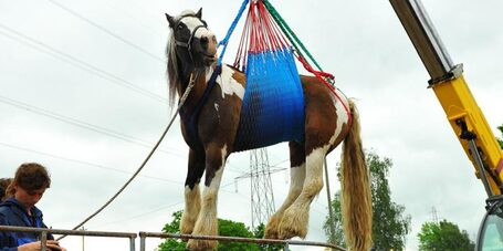 Une ambulance pour les vaches et les chevaux | Cheval et Nature | Scoop.it