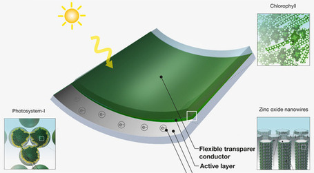 MIT creates solar cell from grass clippings | Hacia el AUTOCONSUMO | Scoop.it
