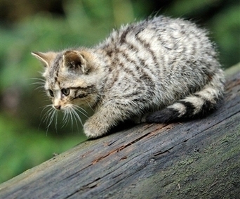Chats domestiques et biodiversit&eacute; : l&rsquo;impossible compromis ? | Biodiversit&eacute; | Scoop.it