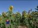 Sea of sunflowers | Sunflowers | Scoop.it