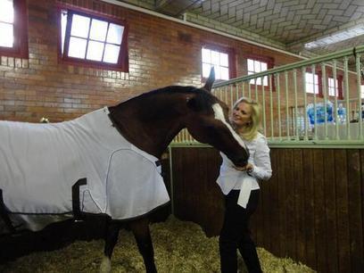 Olympic Dressage: Rafalca vs. Stephen Colbert &ndash; Discover LEQ Blog | Fran Jurga: Equestrian Sport News | Scoop.it